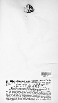 Diploicia canescens image